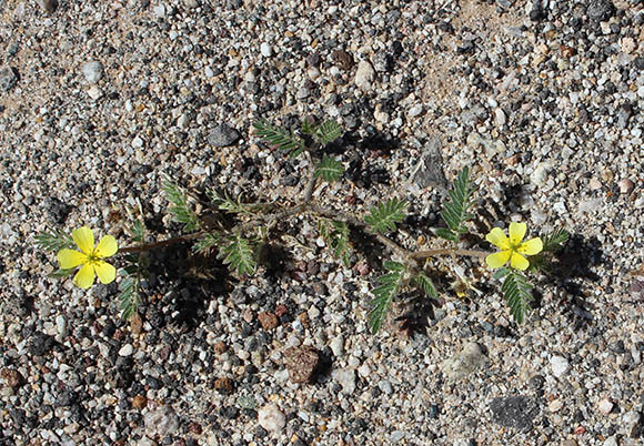  Tribulus terrestris Linnaeus